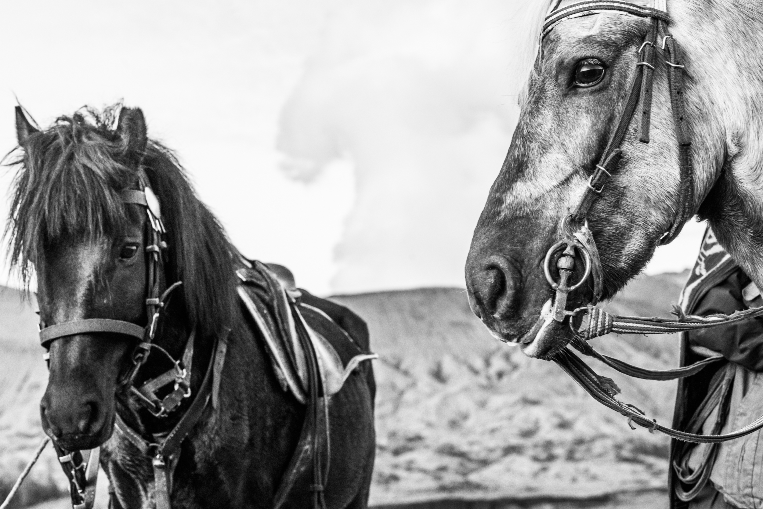 Volcano+horses+By+Far+Features+|+Far+Features+media+production+company+|+East+Java+|+Indonesia+|+Mount+Bromo4.jpg